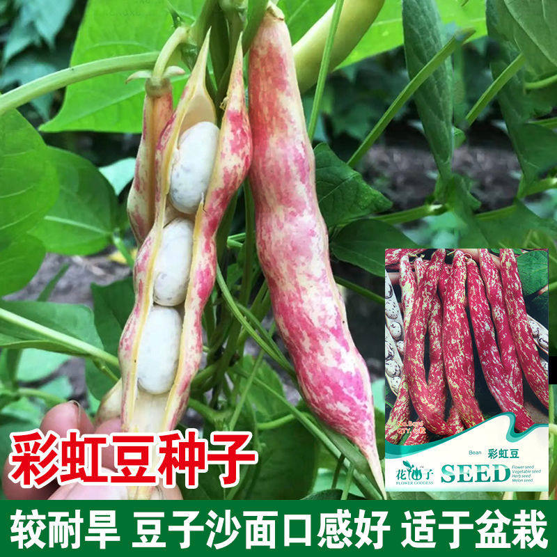 彩虹豆种子五彩豆角种籽矮生四季豆不搭架豆角籽口感面蔬菜种子孑