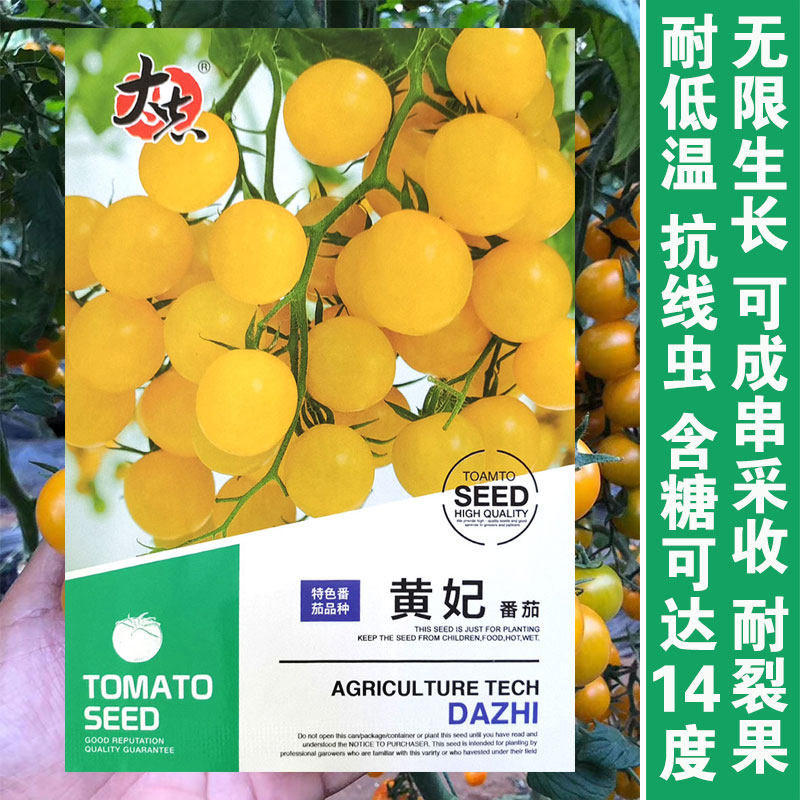 黄妃小番茄种子西红柿种籽阳台四季盆栽蔬菜孑黄色水果圣女果籽种
