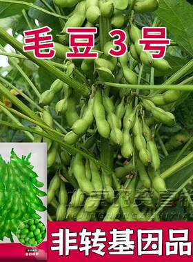 高产早熟菜毛豆种子春季特大黄豆种籽农家四季大豆籽种大粒菜豆种
