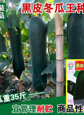 黑皮冬瓜王种子广东黑皮冬瓜种籽高产特大巨型春秋四季蔬菜种孑