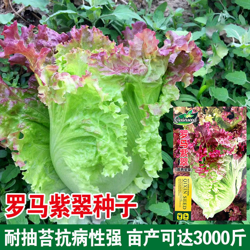 罗马紫翠紫色生菜种子意大利春夏秋季播种奶油沙拉菜蔬菜种籽孑