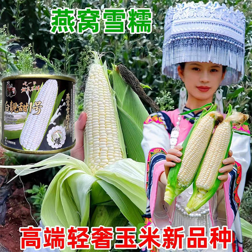 白靓甜1号高产甜糯玉米种子