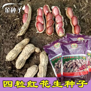 高产四粒红花生种子 春季抗旱四粒红花生米 早熟农家红皮花生种籽