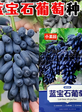 蓝宝石葡萄种子无籽无糖大粒