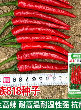 贵族818辣椒种子高辣单生椒簇生朝天椒辣椒种籽小辣椒尖椒耐高温