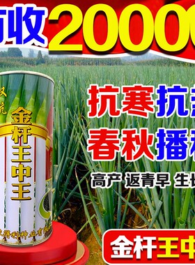 山东章丘大葱子种子原种金杆寒葱王大梧桐大葱种籽葱耐寒抗倒大