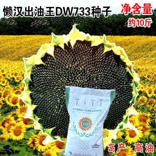 懒汉出油王DW733油葵种子向日葵食葵种籽大田基地专用葵花籽种孑