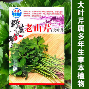 东北野生老山芹种子山野菜黑瞎子水芹种籽紫根芹菜小香芹孑多年生