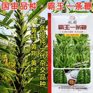霸王鞭芝麻种子高产白芝麻种子高产高油黑白芝麻种子霸王鞭芝麻种