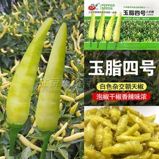 四季小米椒种籽玉脂小米辣籽小米辣种子苗朝天辣椒超辣蔬菜泡椒孑