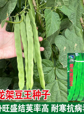 绿龙架豆种子宽扁豆角种籽大田基地架豆角籽耐寒抗病高产蔬菜种孑