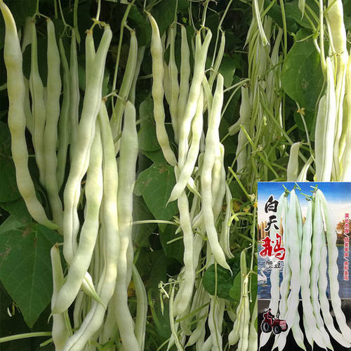 白天鹅架豆种子九粒白芸豆种籽地豆扁豆角春秋季四季架豆王蔬菜孑