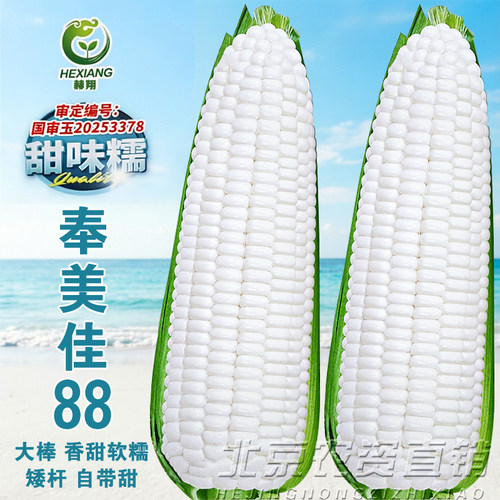 赫翔白甜糯玉米种子大棒矮杆