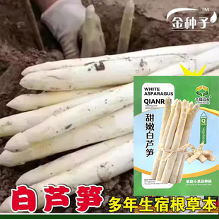 甜嫩白芦笋种子高产抗病抗倒伏春夏播种龙须菜石刁柏蔬菜子孑