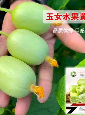 迷你玉女黄瓜种籽高产水果小黄瓜种孑金童玉女青瓜孑春秋四季阳