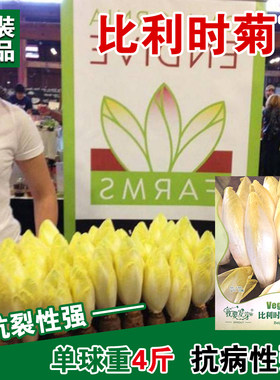 金玉兰黄芽苣菊根苗阳台种籽