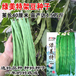 扁豆种籽玉龙三号青绿架芸豆种子春秋早熟抗病高产豆角蔬菜种孑