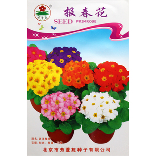 报春花种子 樱草 年景花籽 混色观赏花卉 多年生 易种 阳台盆栽