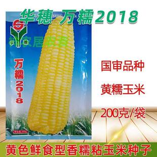 华穗万糯2018黄糯玉米新种子鲜食型玉米种子黄粘糯玉米种籽甜加糯