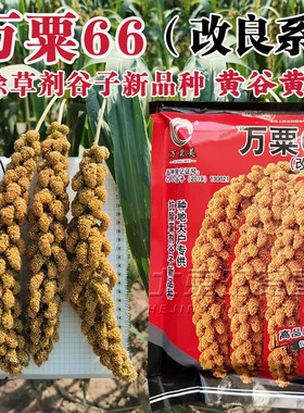 万粟66改良系谷子种子抗除草剂