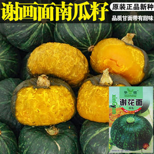 谢花面南瓜种子老品种东北窝瓜种籽肉厚甜面绿皮黄肉瓜果种孑籽种