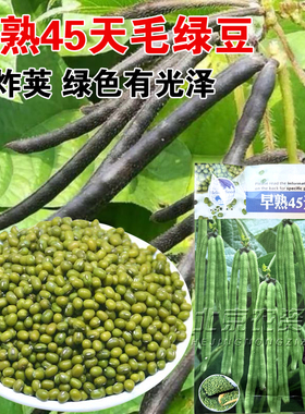 早熟45天毛绿豆种子绿色不炸荚春季夏季播种家庭早熟毛绿豆种子籽