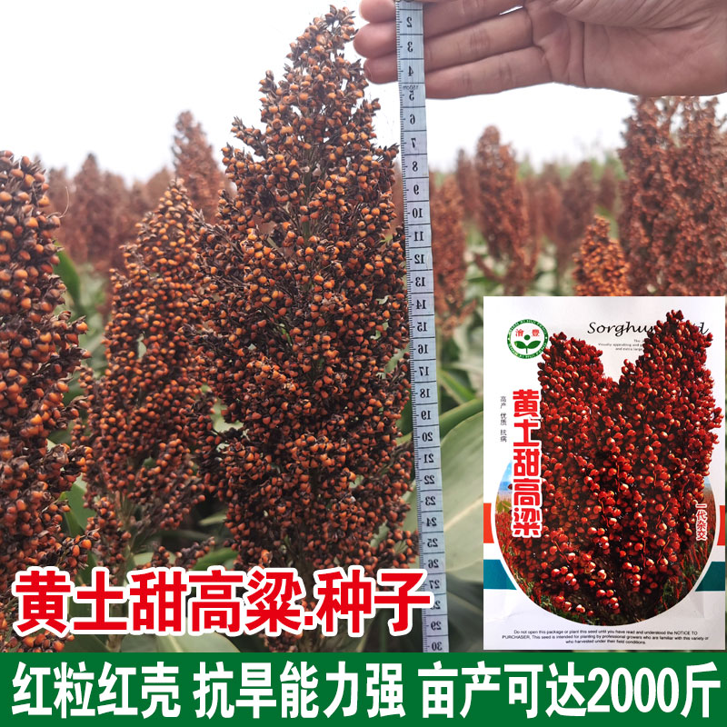 甜高粱种子 芦栗北方甘蔗种子 老品种农家棵棵甜甜杆甜棒四季播
