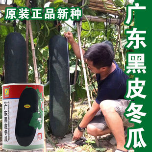 广东黑皮冬瓜种子青皮冬瓜种籽特大巨型高产大田基地蔬菜种子孑