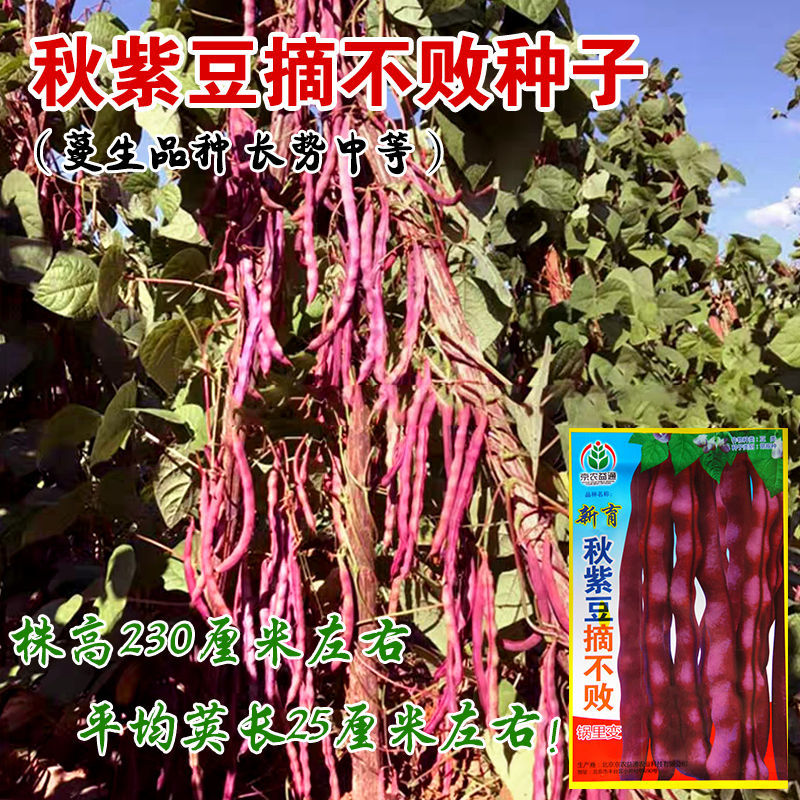 摘不败秋紫豆种子天下红紫豆角种籽芸豆超级九粒红角度高产蔬菜孑