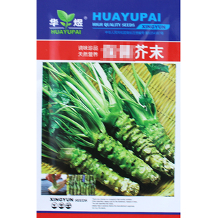 营养芥末种子 山葵蔬菜籽 调料 驱寒辣菜辣根 春秋播 盆栽庭院