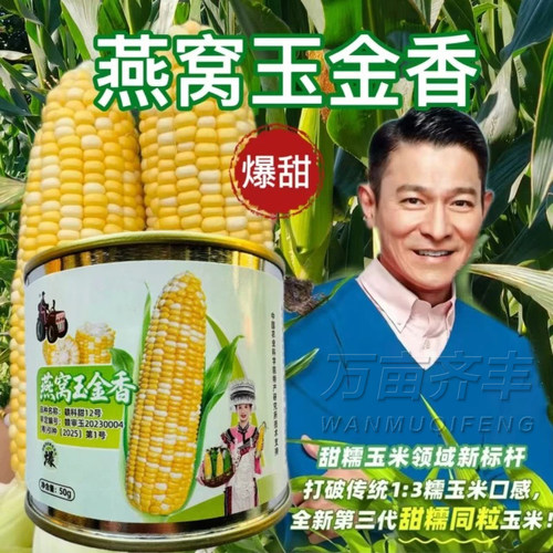 燕窝玉金香超甜爆浆玉米种子