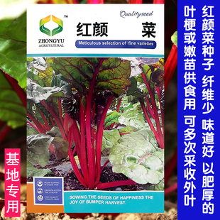 红叶甜菜种子四季蔬菜种红颜农作物菜籽红梗根达菜籽春季秋季夏季
