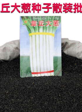 大田高产章丘大葱种子