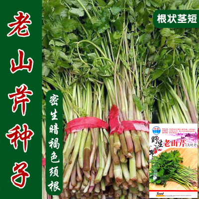 东北水芹山野菜盆栽春季种子