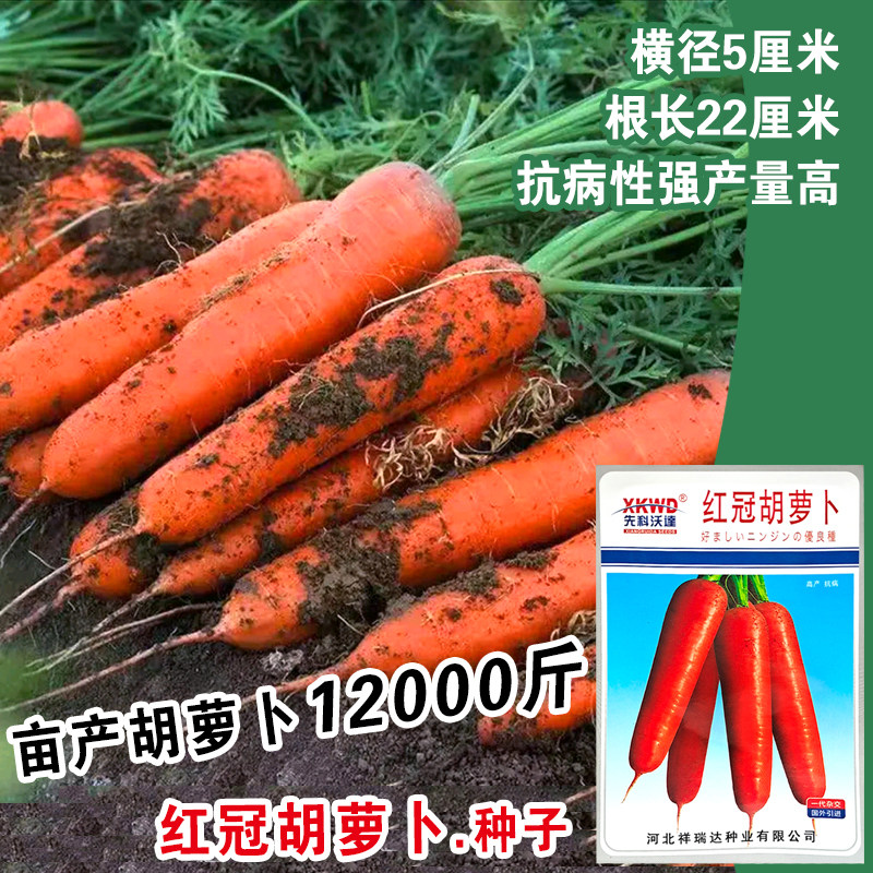 红冠胡萝卜种子籽秋季红萝卜颜色好杂交新种菜罗卜庭院大田蔬菜孑
