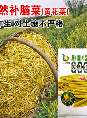 黄花菜种子金针花种籽