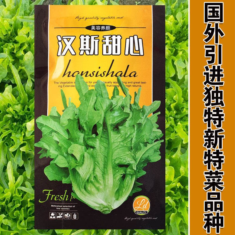 汉斯沙拉生菜香香菜种子窝鸡窝麻叶菜油麦菜青菜春季四季蔬菜籽孑