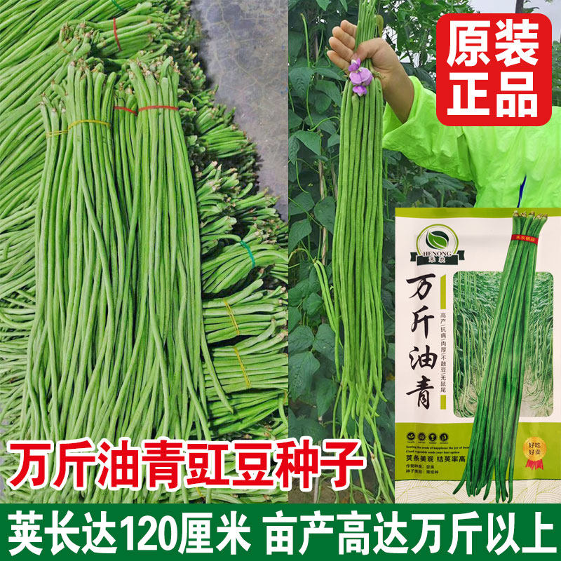 万斤油青长豆角种子绿豇豆种子 青豆角 黑籽豆角菜豆春季夏秋播种
