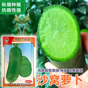天津沙窝萝卜种子水果萝卜种籽甜脆青萝卜籽四季阳台盆栽蔬菜种孑