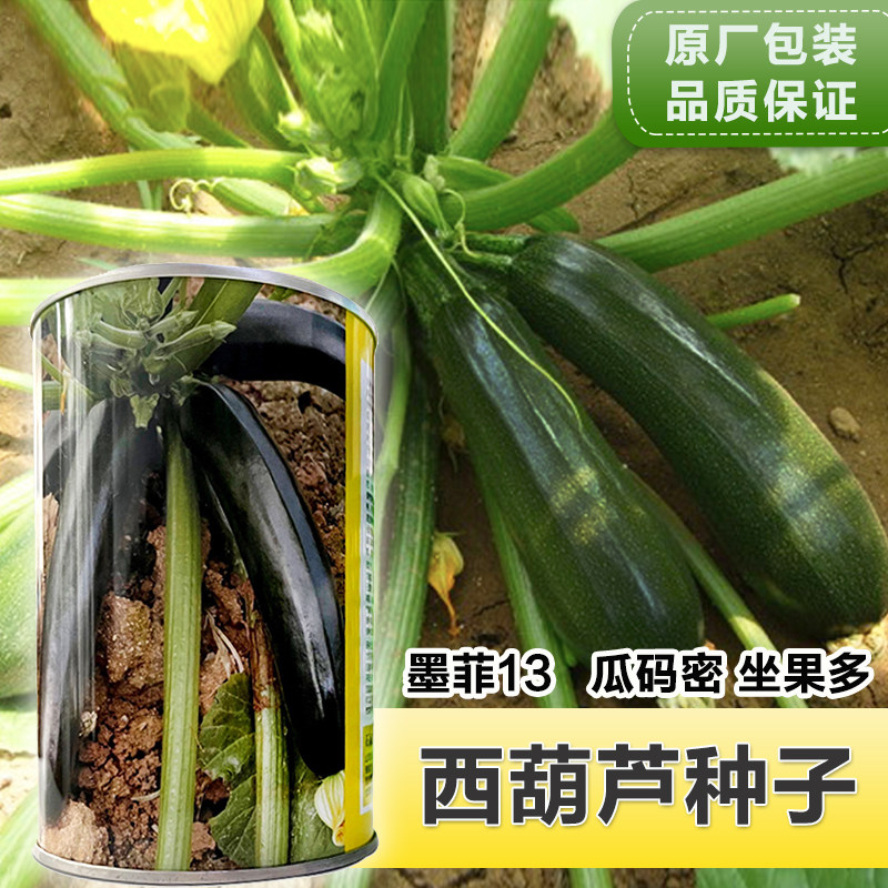 墨玉西葫芦种子春秋黑皮西葫芦好吃脆甜黑绿有光泽的黑西葫芦种籽