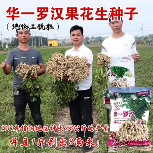 罗汉果手工脱壳花生种子春季黑花生原种四粒红花生种子粉白花生籽