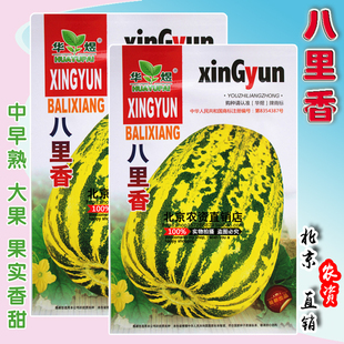 八里香甜瓜种子 中早熟高产抗病冰糖花皮高糖甜瓜水果籽 春季播种