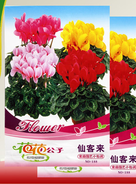 仙客来观赏绿植无土栽培花种子