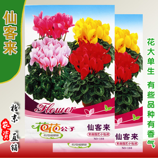 仙客来花种子 观赏绿植花卉 耐热 易种 阳台盆栽庭院 可无土栽培