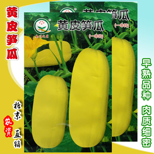 黄皮笋瓜种子 印度南瓜、玉瓜、北瓜、西葫芦蔬菜籽 高产抗病四季