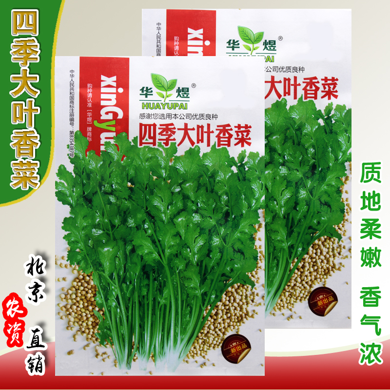 四季大叶香菜种子耐热芫荽芫茜