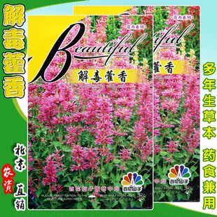 解毒藿香种子 霍香正气香草种子 纯新藿香籽 中药材解暑霍香种子
