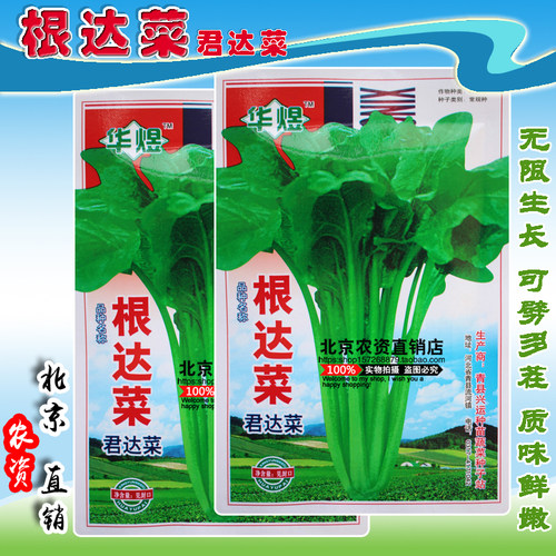 根达菜君达菜牛皮菜厚皮菜产量高