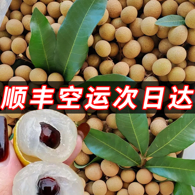 [石硖龙眼水果当季新鲜整箱现摘现发储良应季鲜果10斤大果广东桂圆]