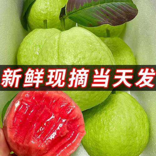 广东本地鲜果大果胭脂红